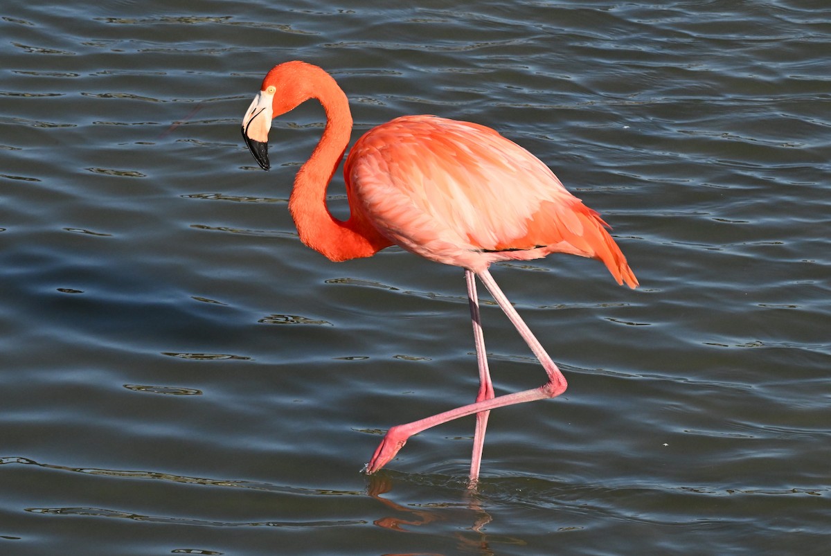 オオフラミンゴ - ML647802954