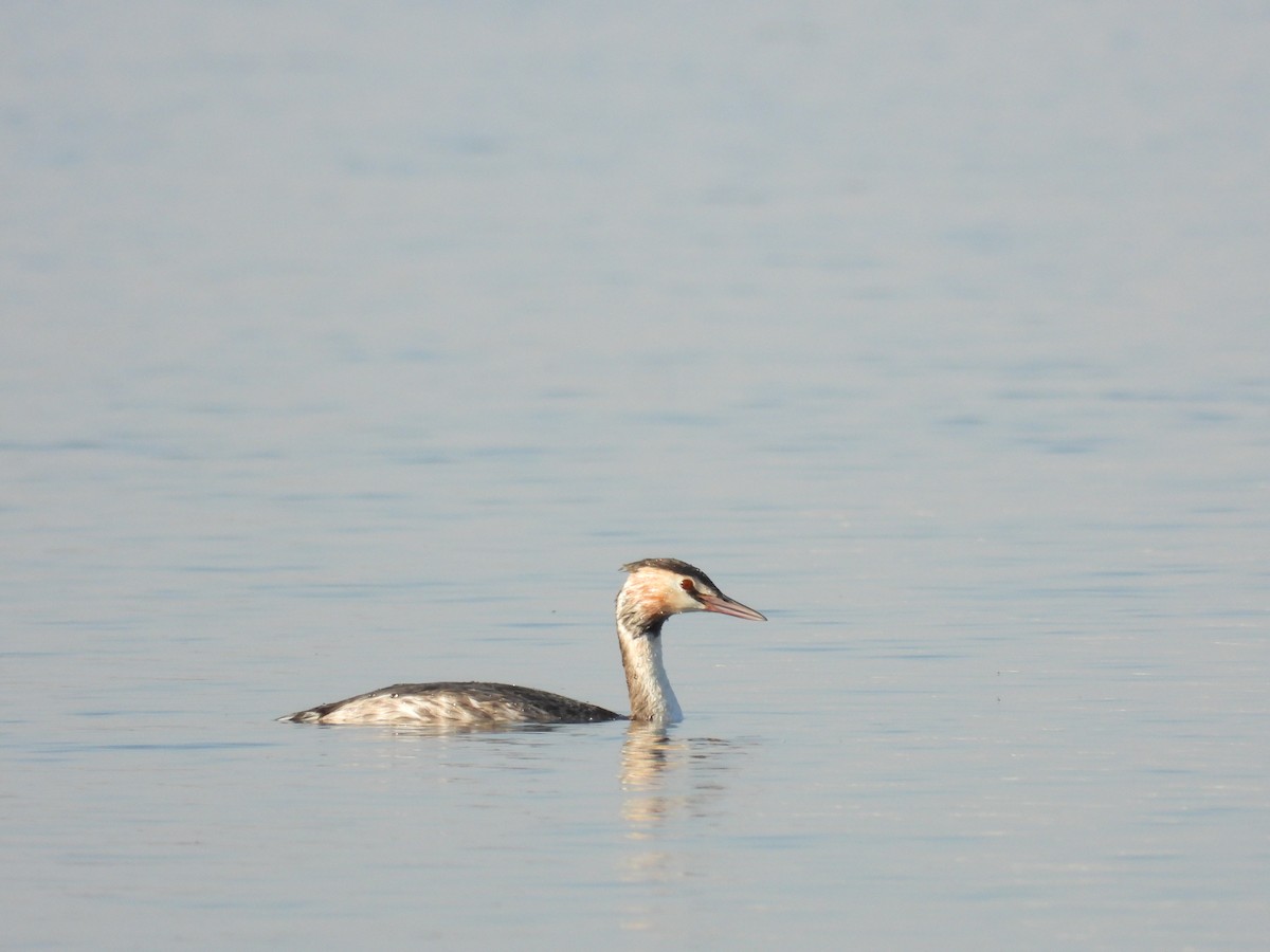 カンムリカイツブリ - ML647802957