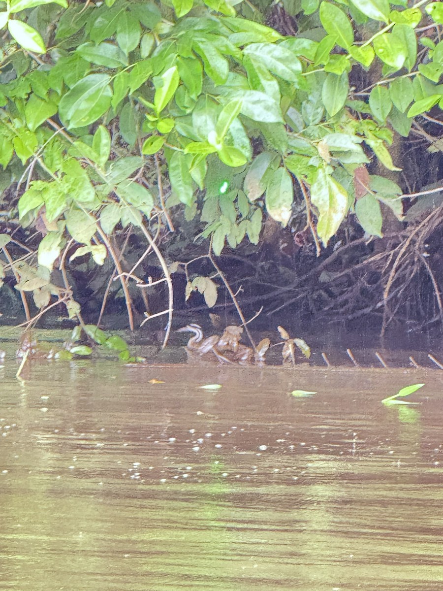 アメリカヒレアシ - ML647802958