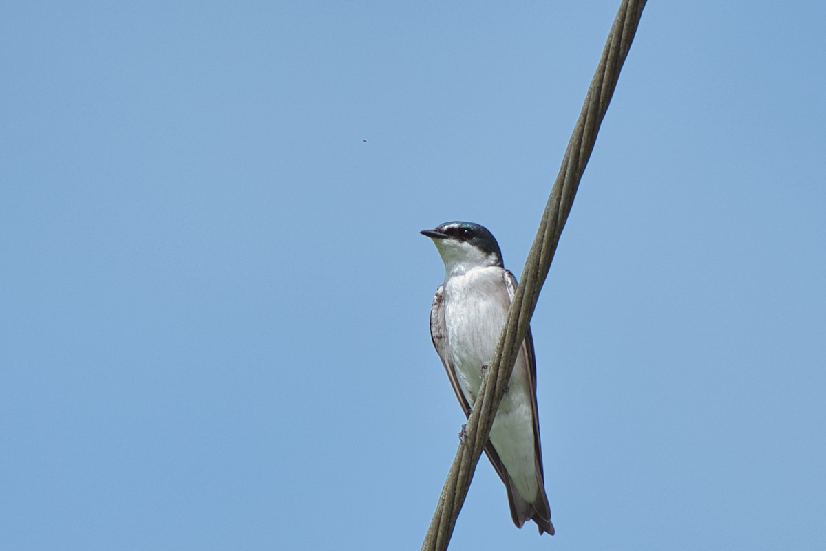 シロオビミドリツバメ - ML647802960