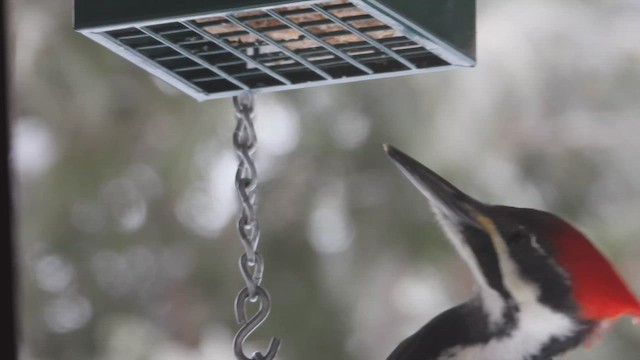 エボシクマゲラ - ML647802962