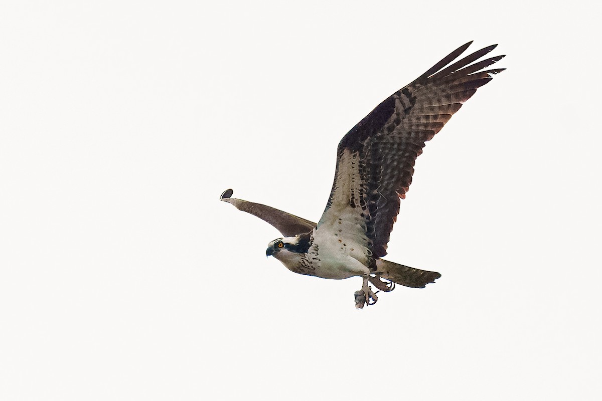 ミサゴ - ML647802964