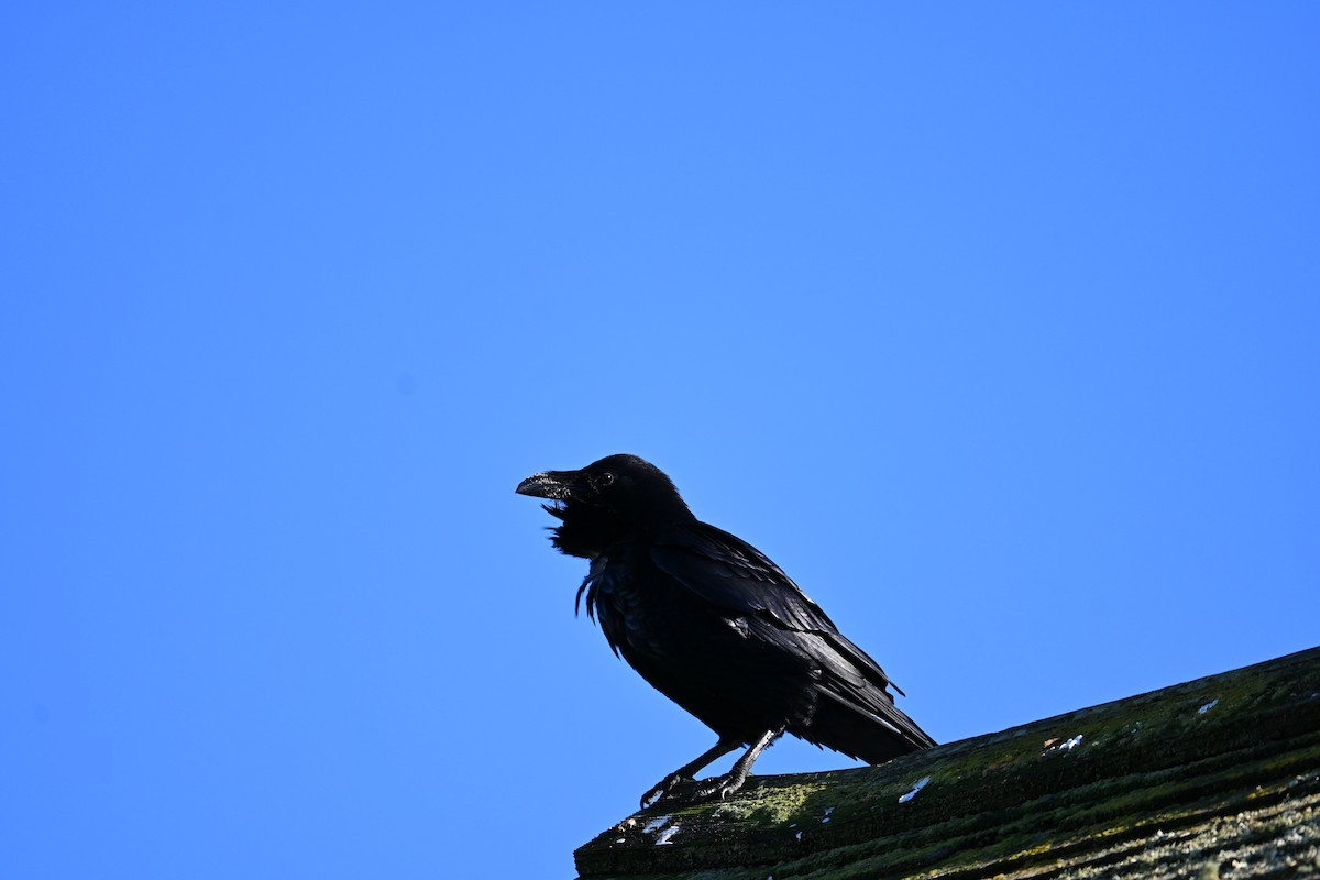 עורב שחור - ML647802981