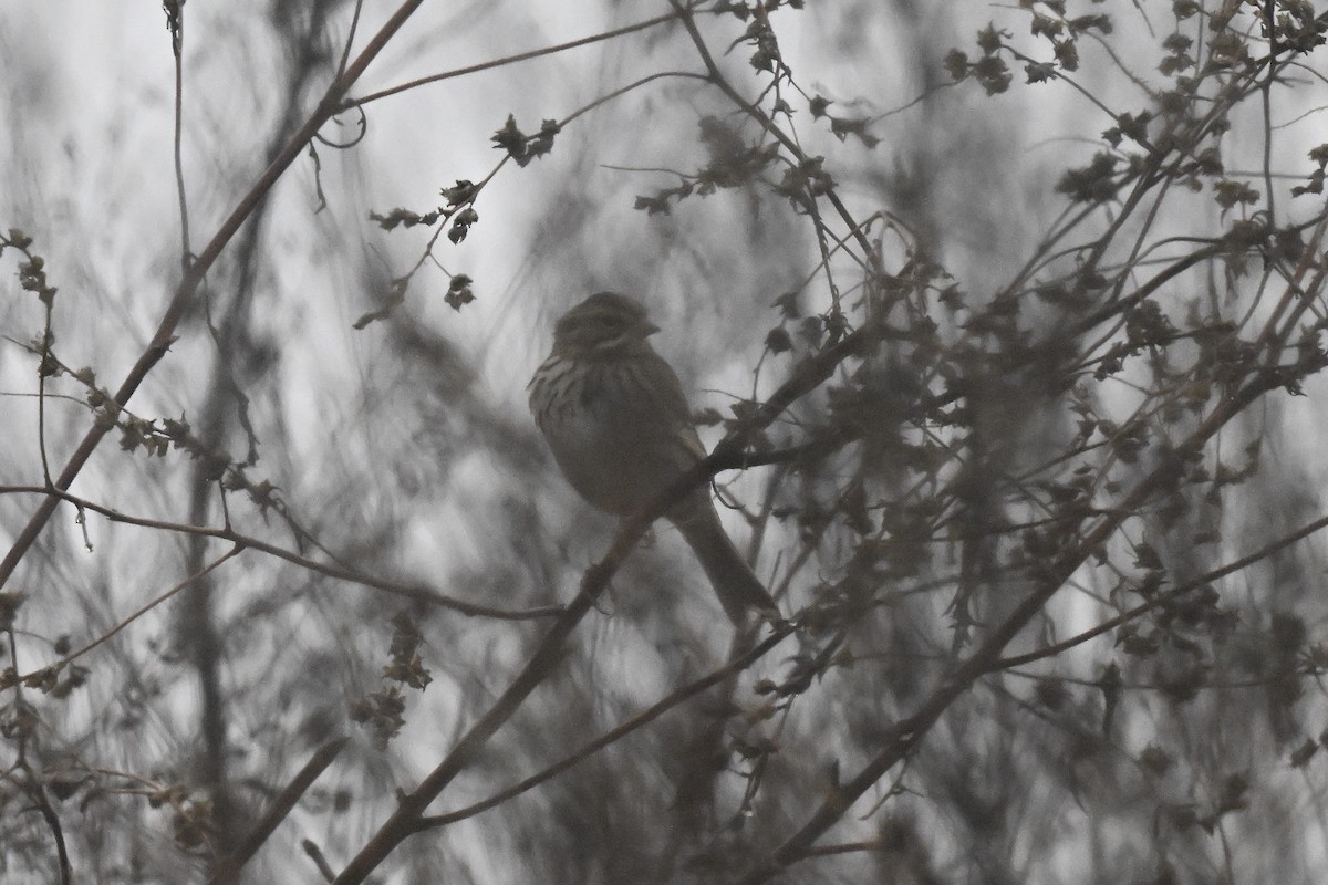 strnadec pruhohlavý - ML647803017