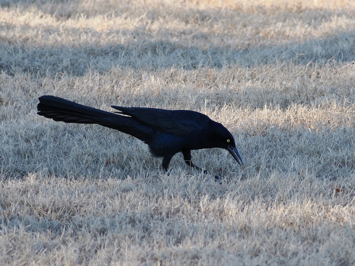 Great-tailed Grackle - ML647803018