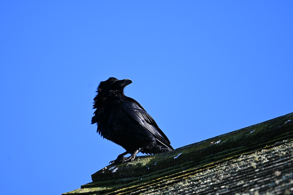 עורב שחור - ML647803020