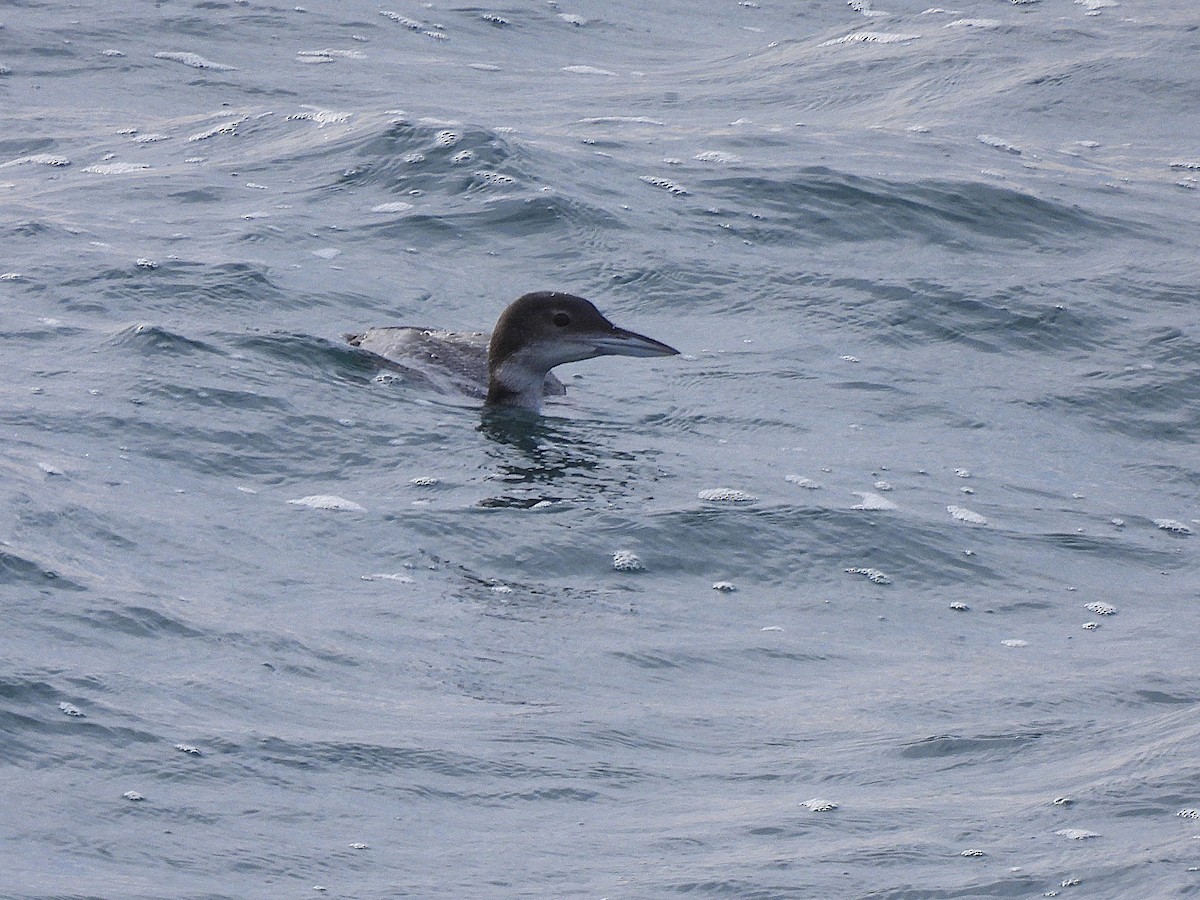 Common Loon - ML647803032