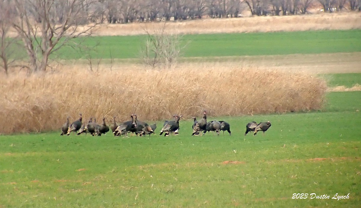 Wild Turkey - ML647803036