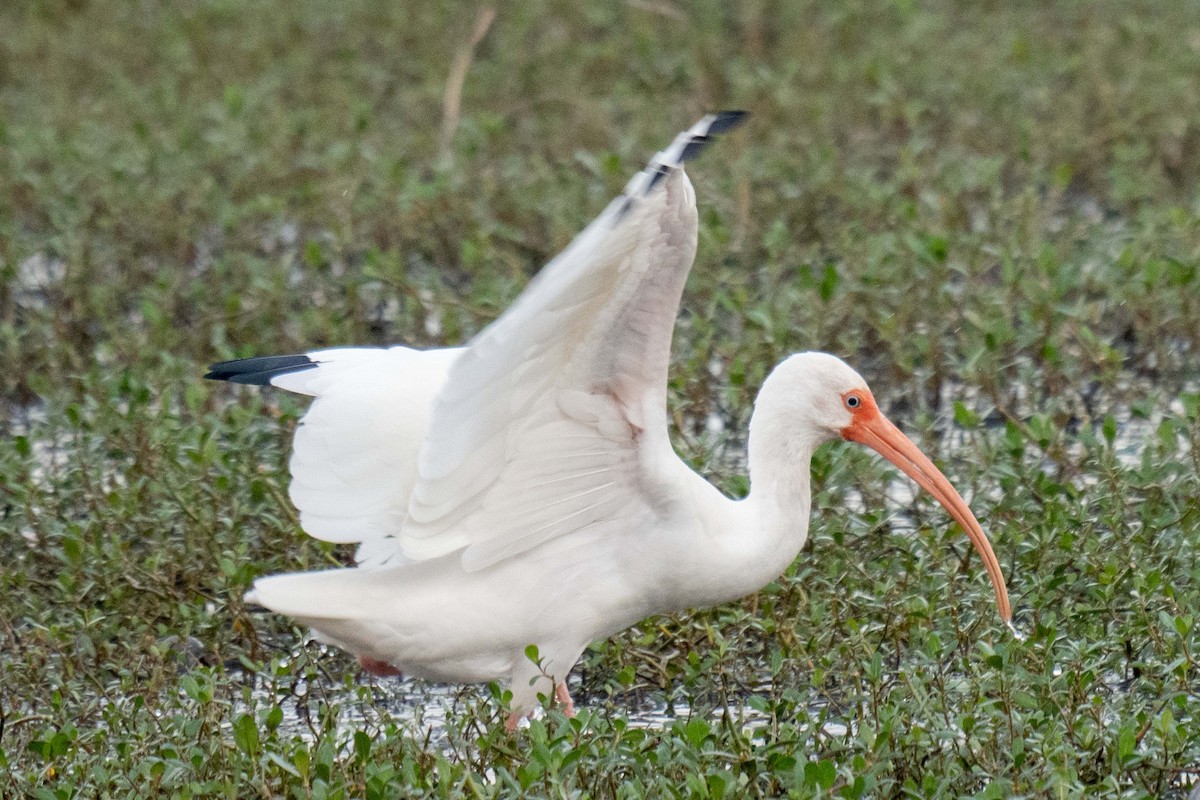 Ібіс білий - ML647803053