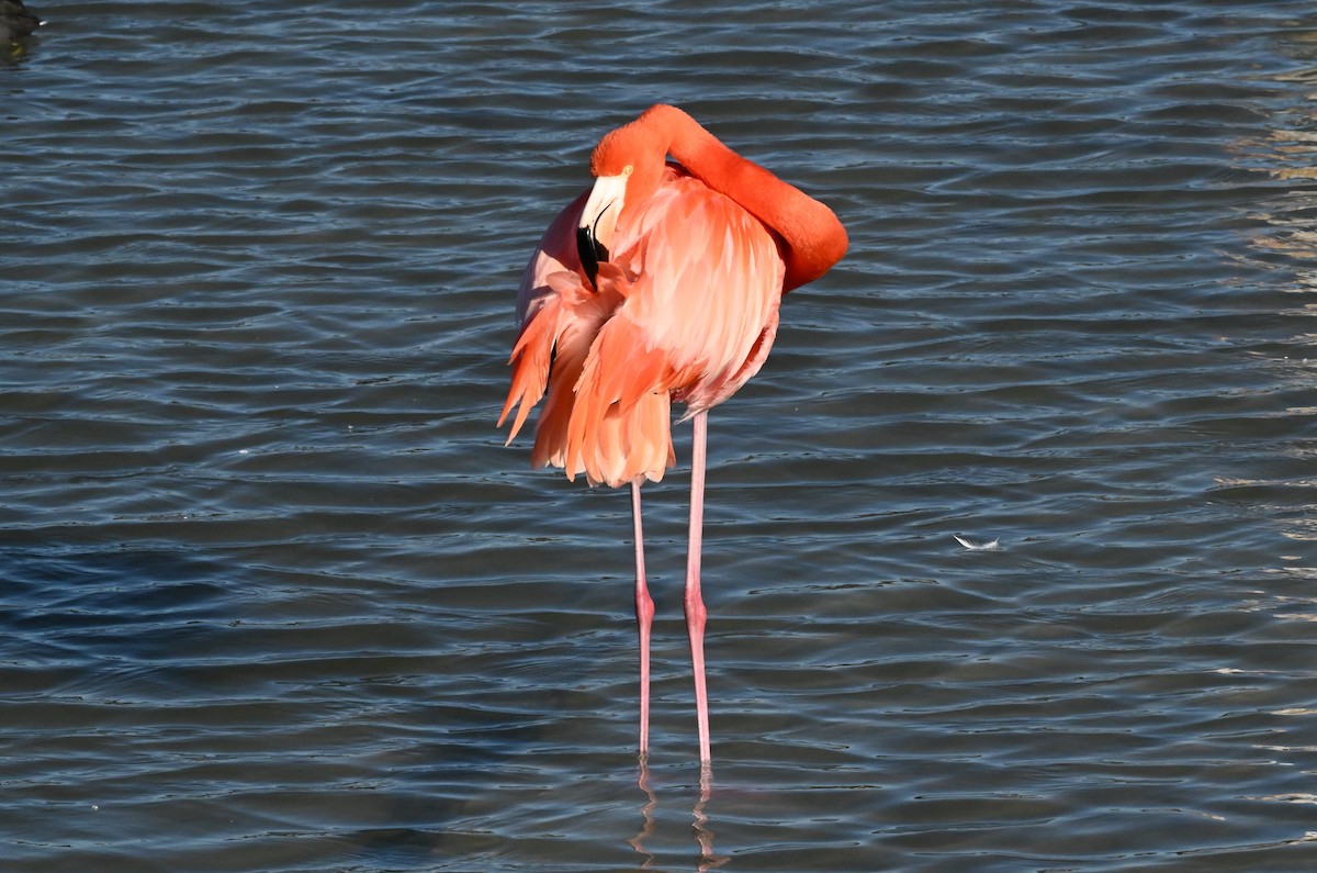 American Flamingo - ML647803054
