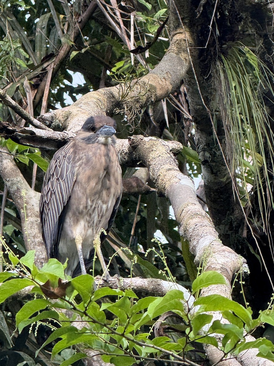 אנפת לילה צהובת-כיפה - ML647803063