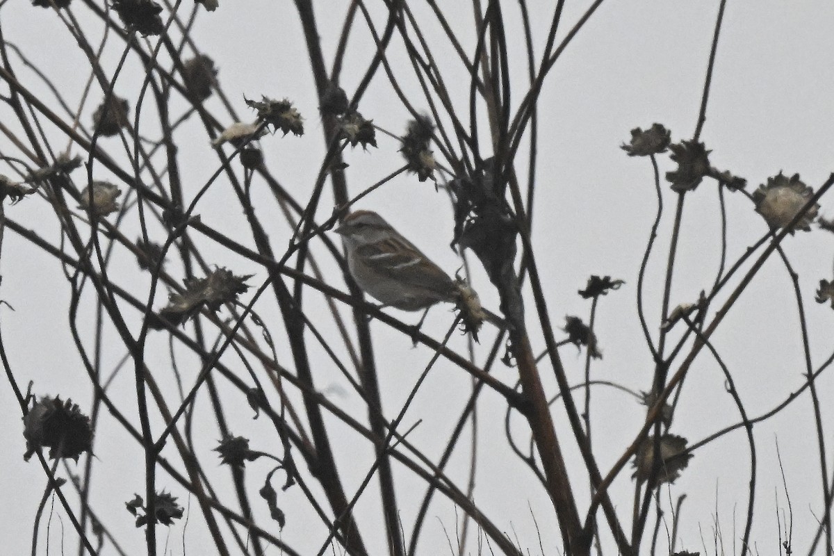 Пасовник північний - ML647803070