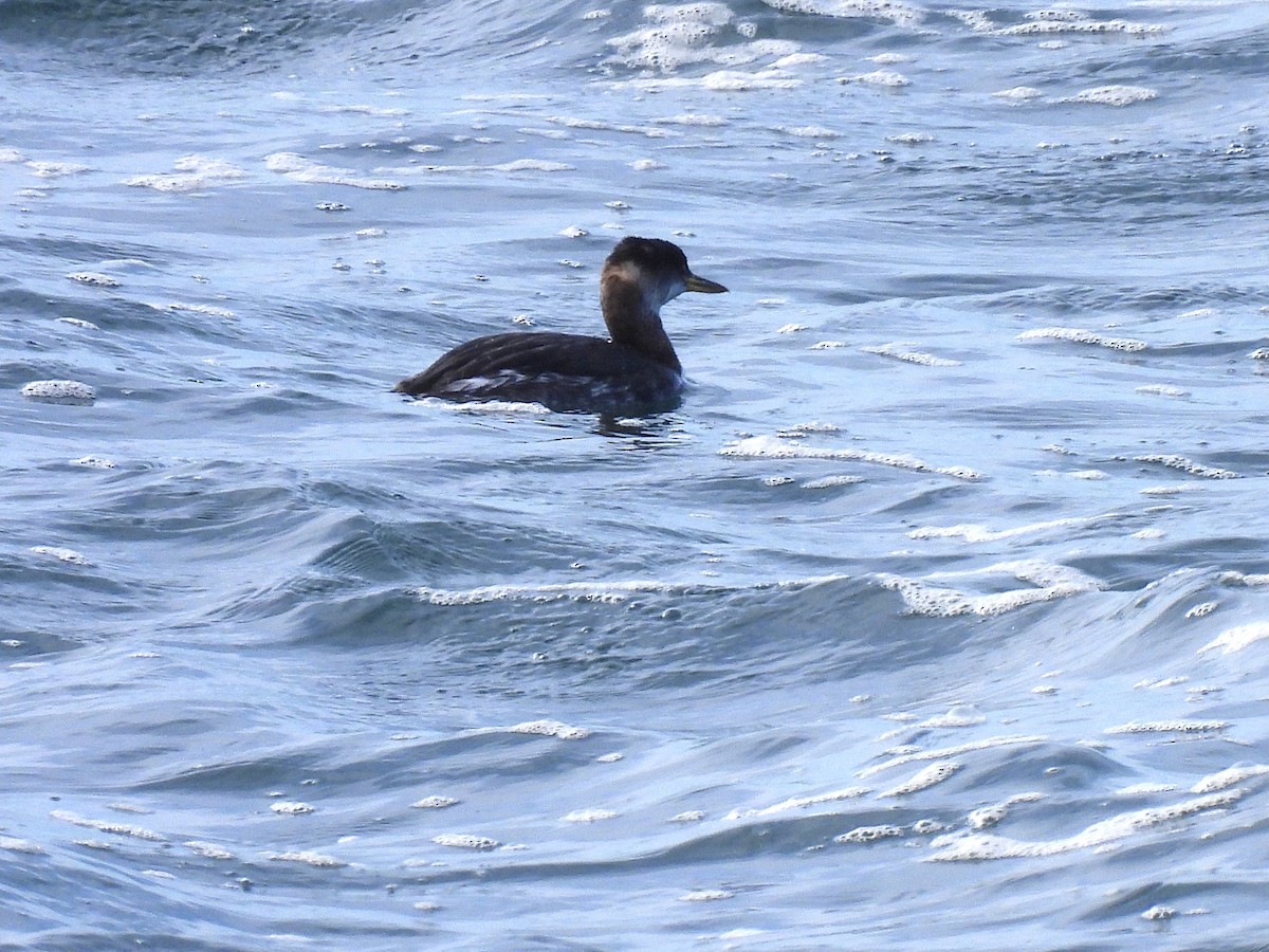 Red-necked Grebe - ML647803079