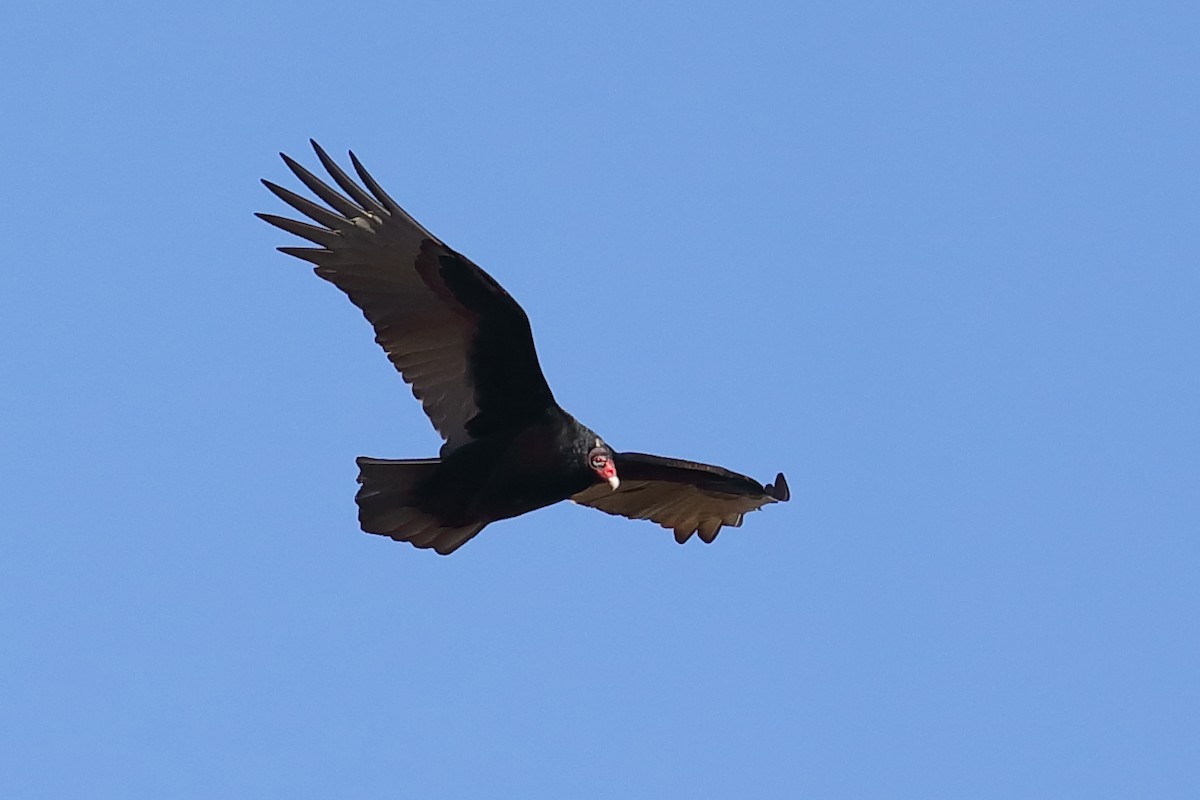 Turkey Vulture - ML647803083