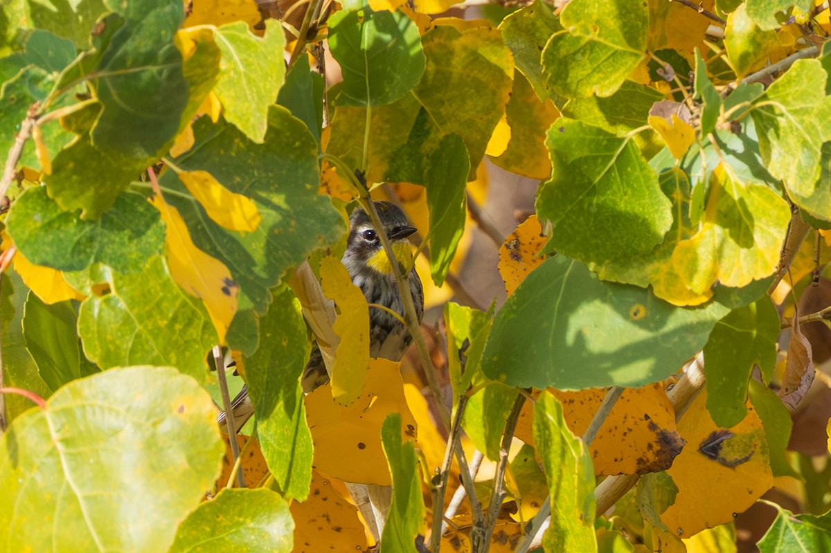 Yellow-rumped Warbler - ML647803091