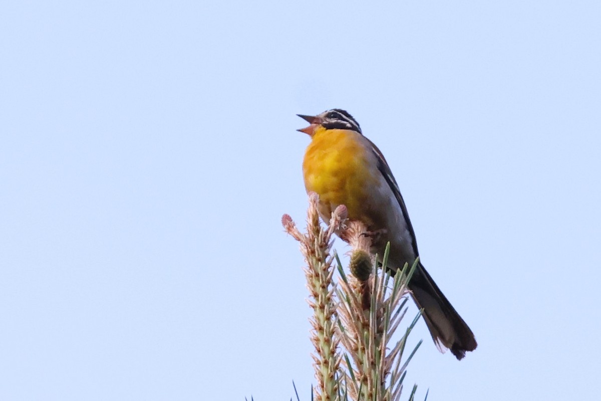 Желтобрюхая овсянка - ML647803092