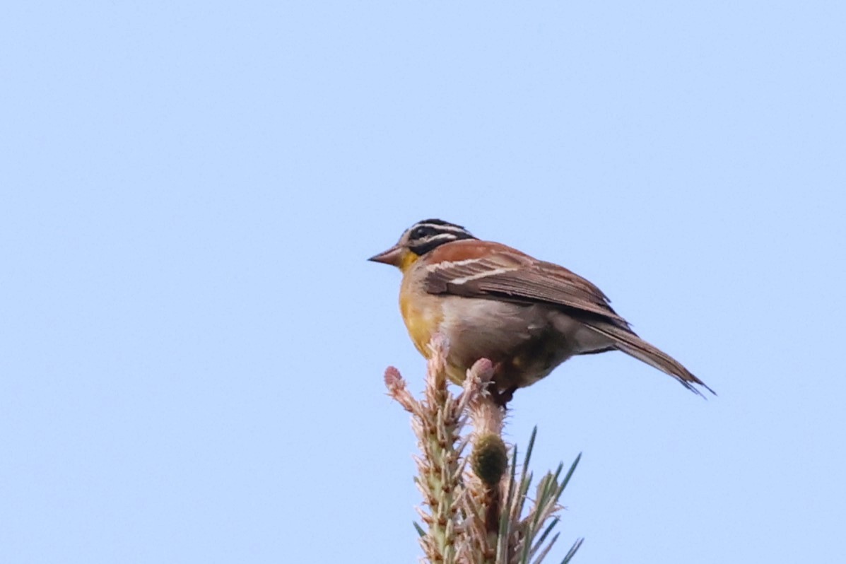 Желтобрюхая овсянка - ML647803093