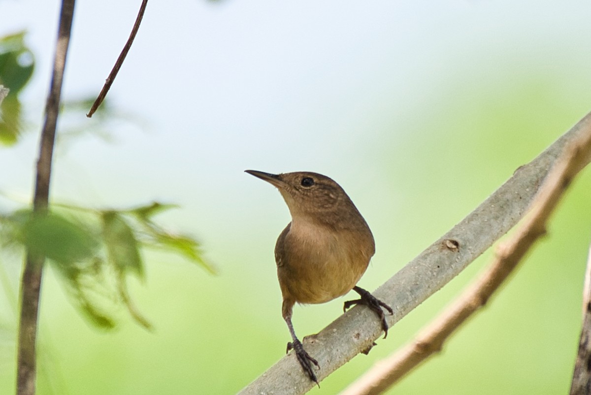Southern House Wren - ML647803106