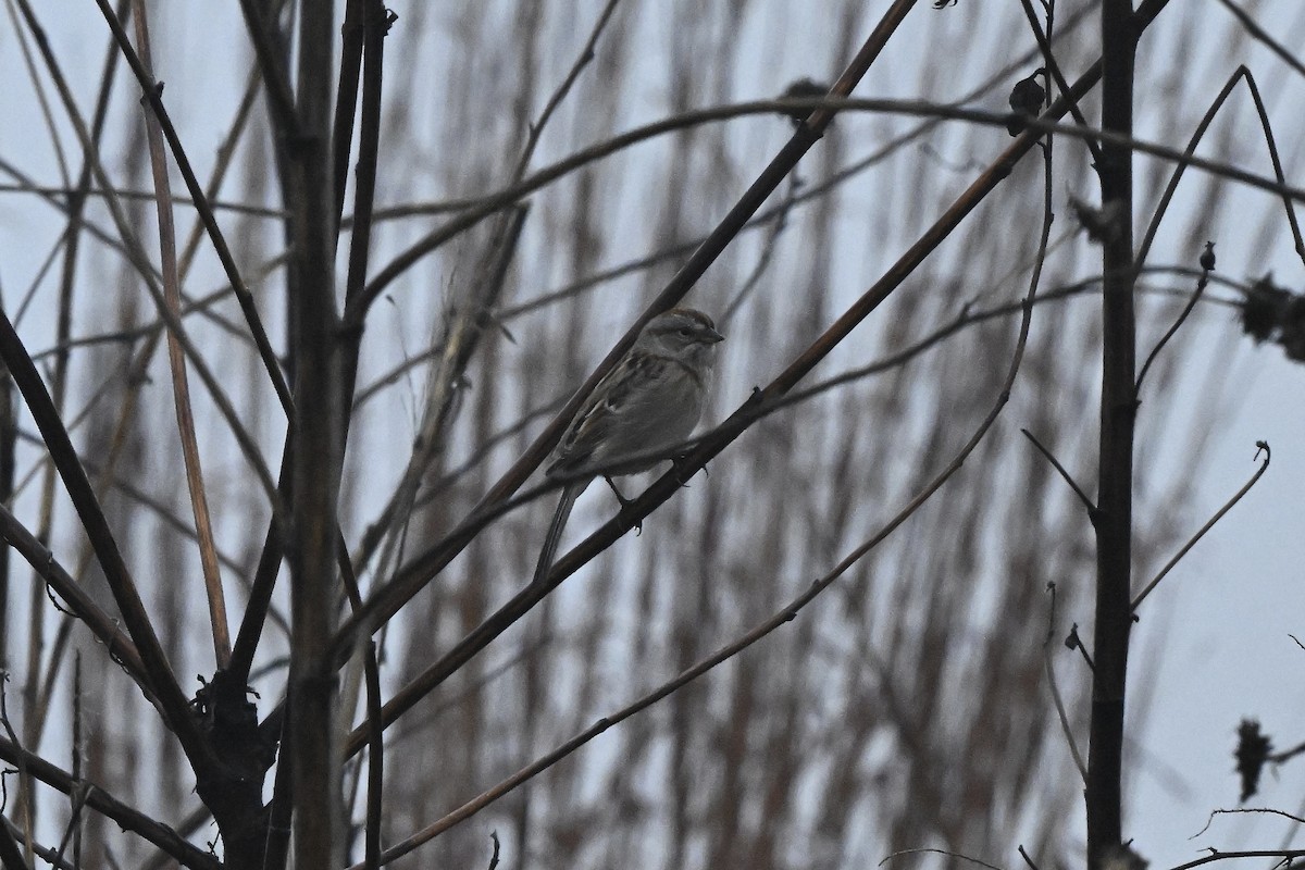 Пасовник північний - ML647803110