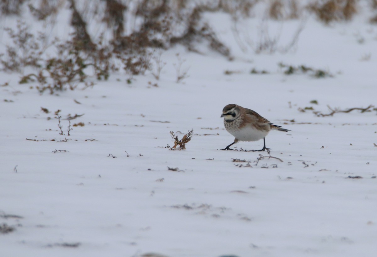 Alondra Cornuda - ML647803119