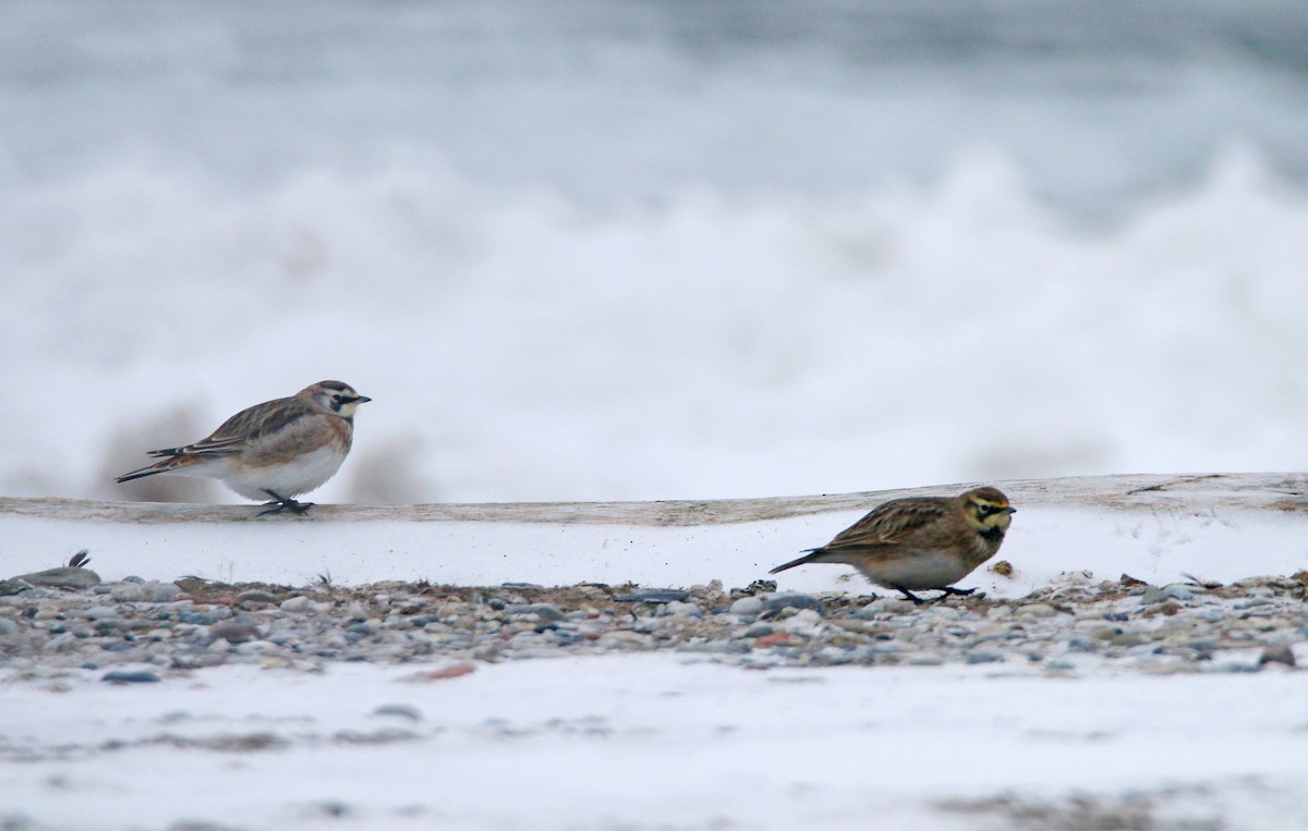 Alondra Cornuda - ML647803120