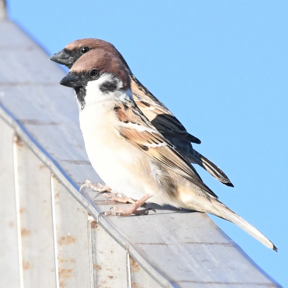 Gorrión Molinero - ML647803123