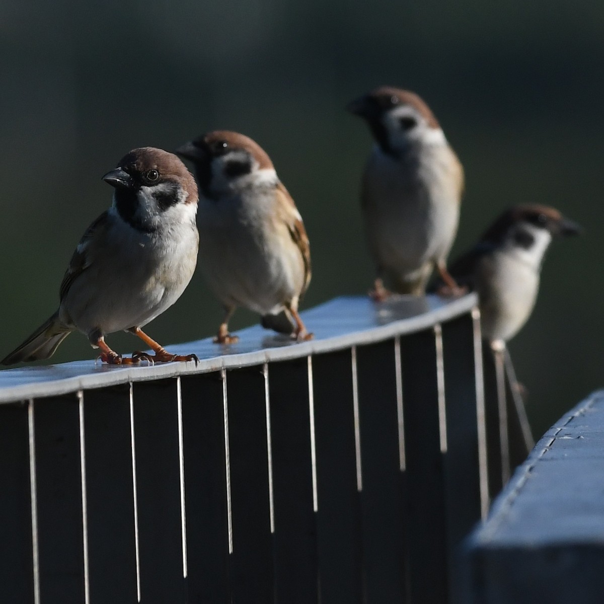 Gorrión Molinero - ML647803124