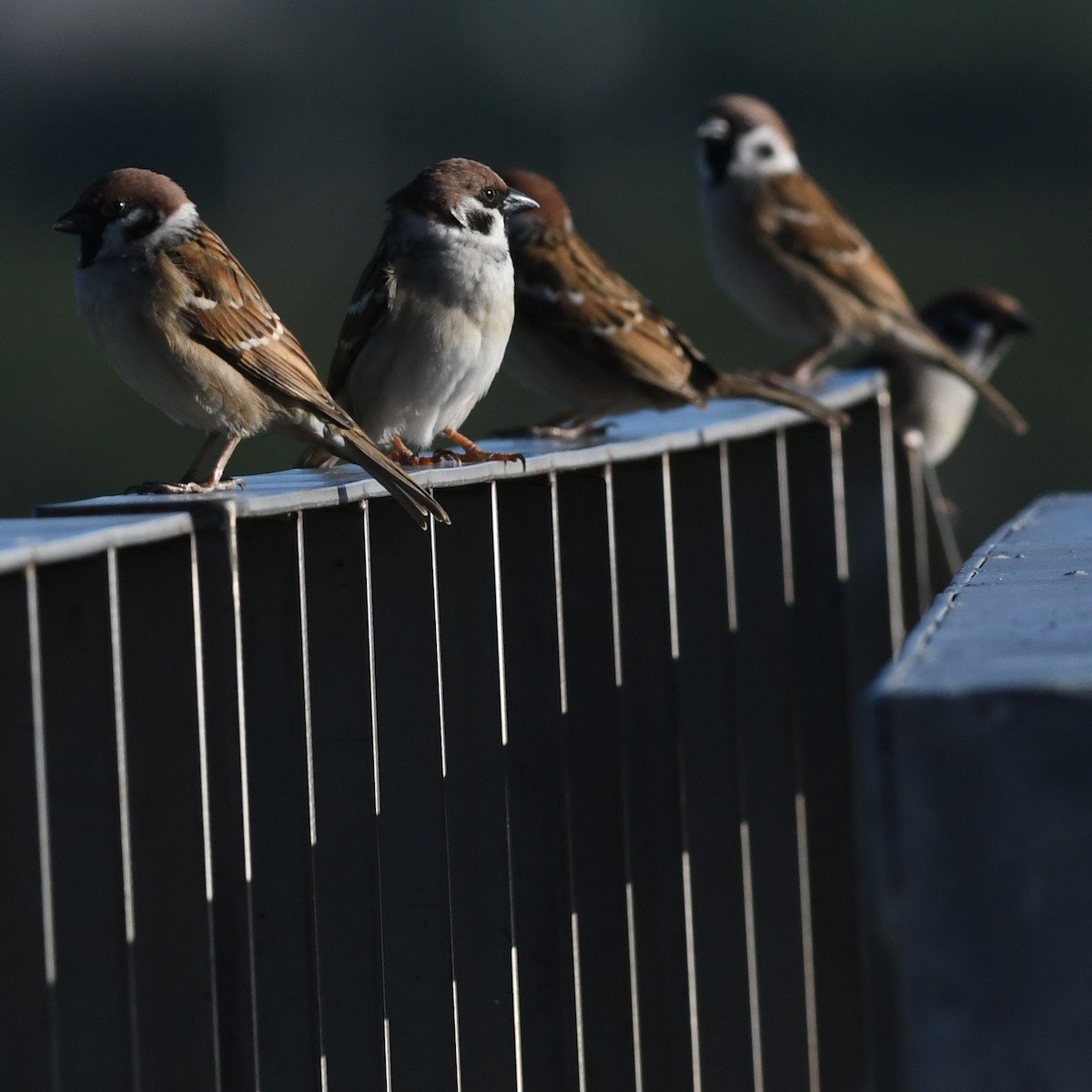 Gorrión Molinero - ML647803125