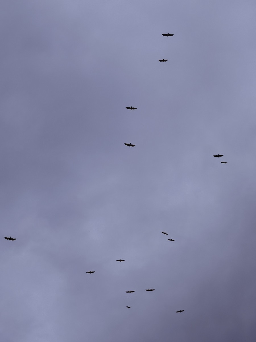 Turkey Vulture - ML647803128