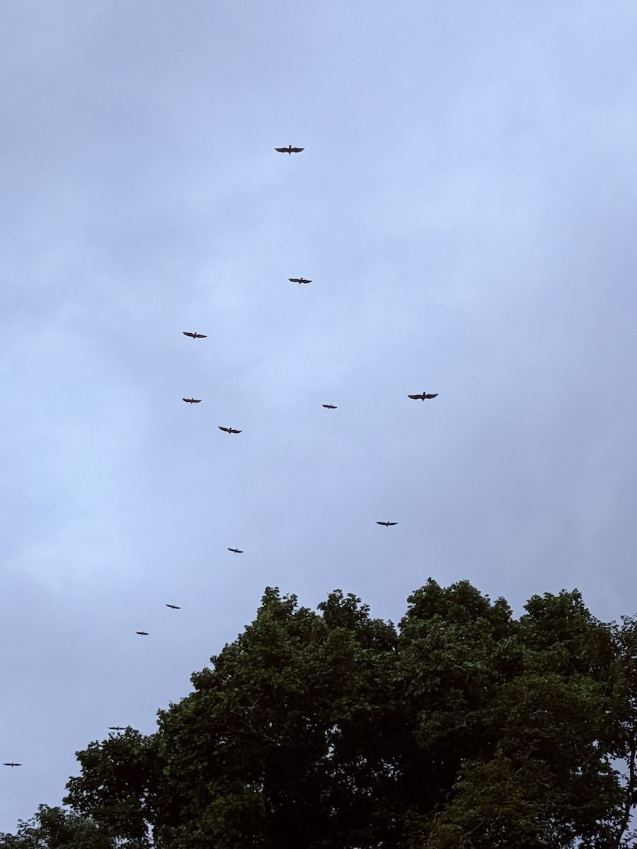 Turkey Vulture - ML647803129