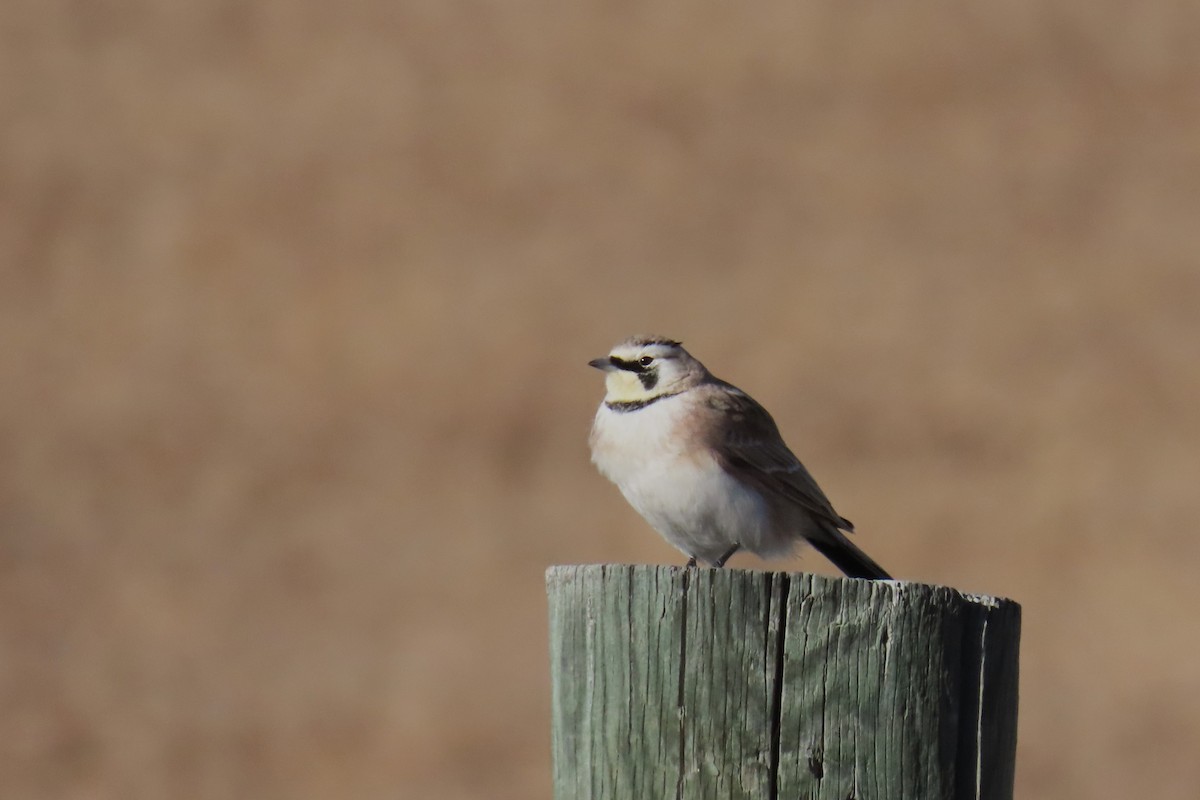 Alondra Cornuda - ML647803144