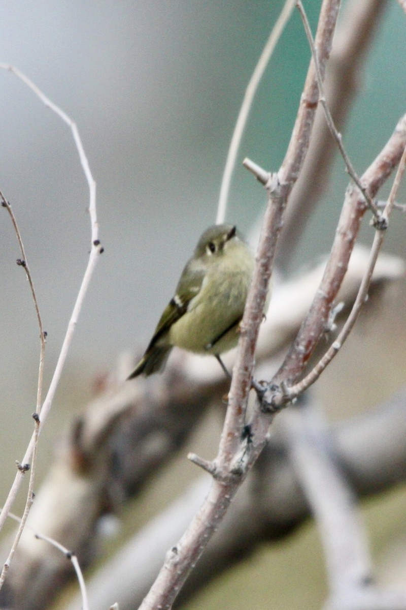 Ruby-crowned Kinglet - ML647803146