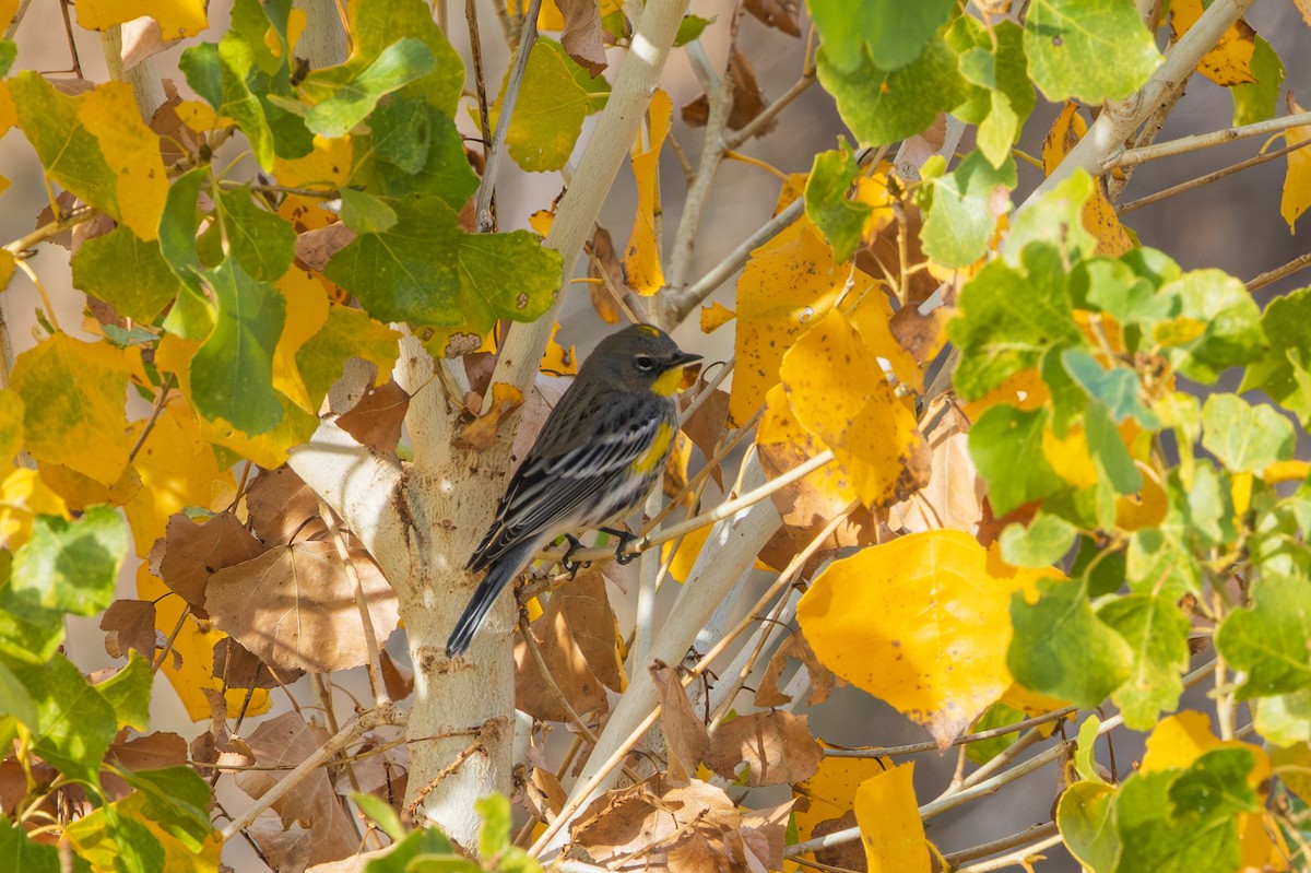 Yellow-rumped Warbler - ML647803149