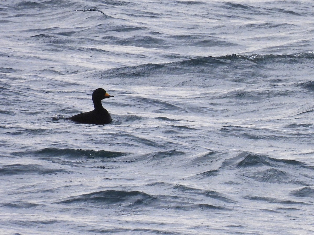 Американская синьга - ML647803163