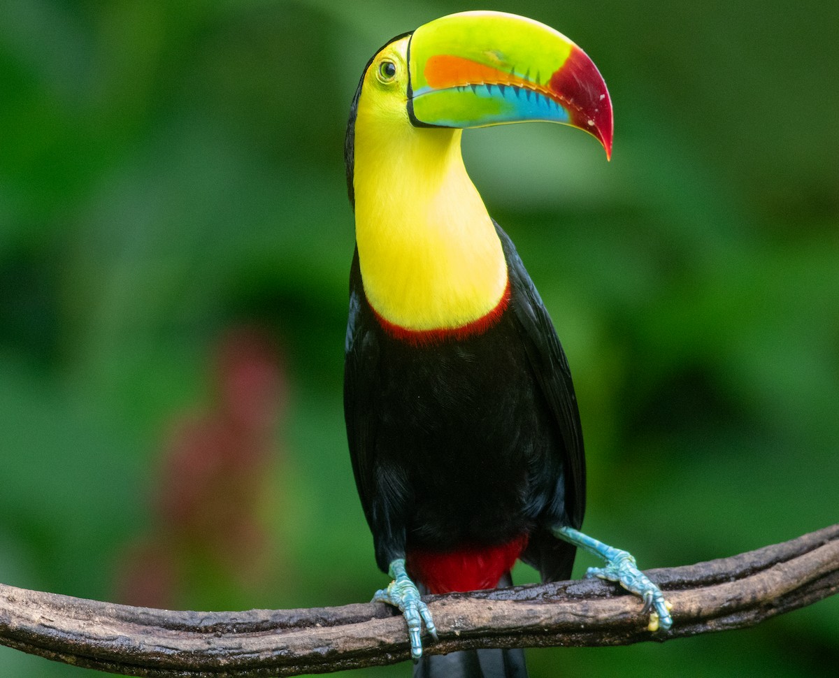 Тукан жовтогорлий - ML647803177