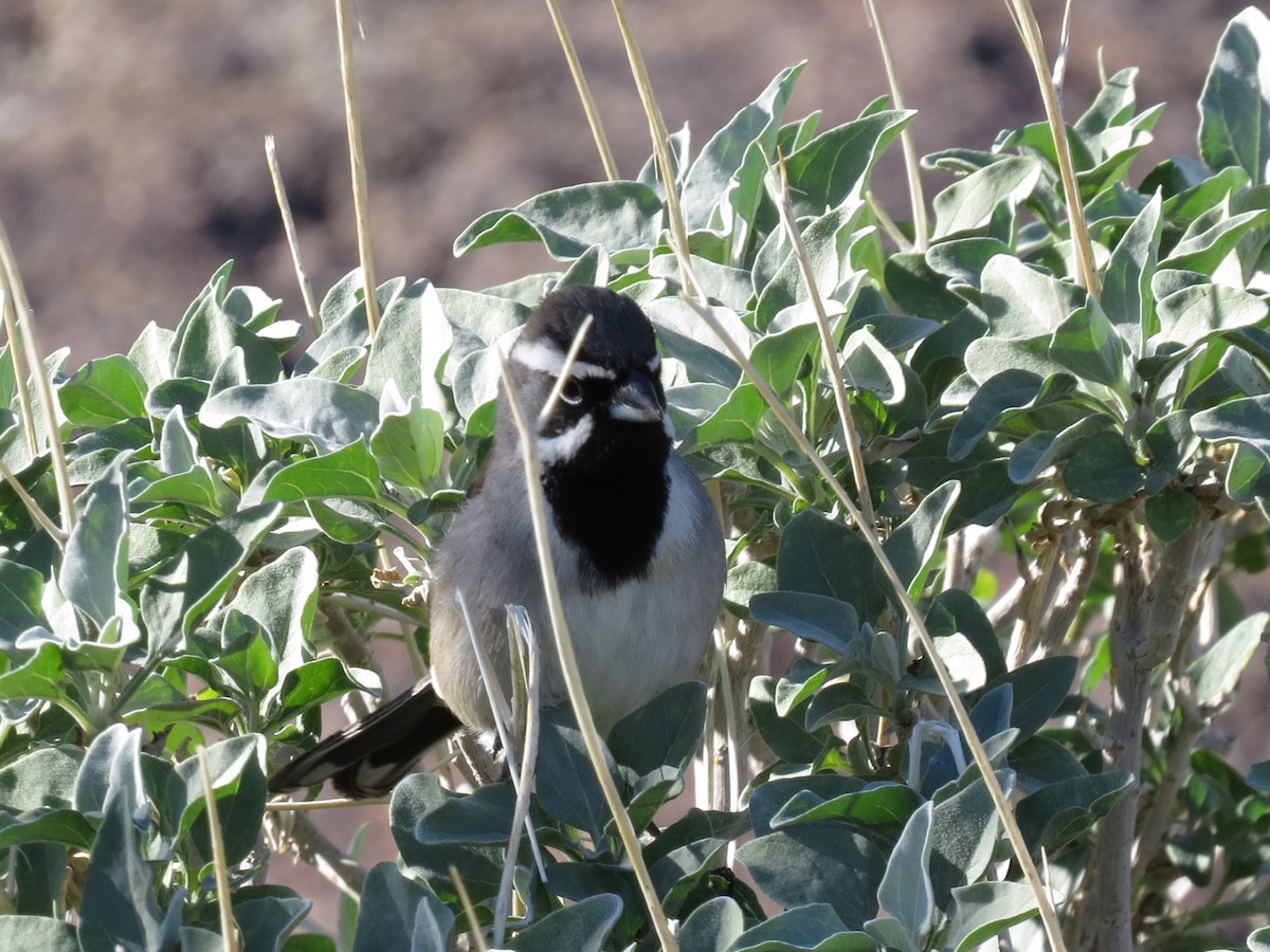 ノドグロヒメドリ - ML647803180