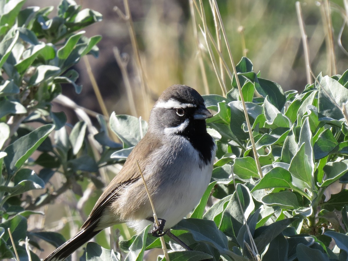 ノドグロヒメドリ - ML647803181