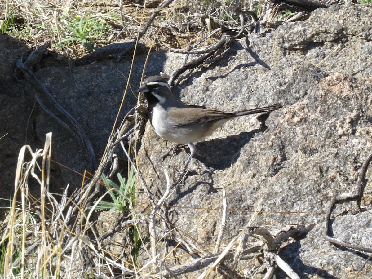 Black-throated Sparrow - ML647803182
