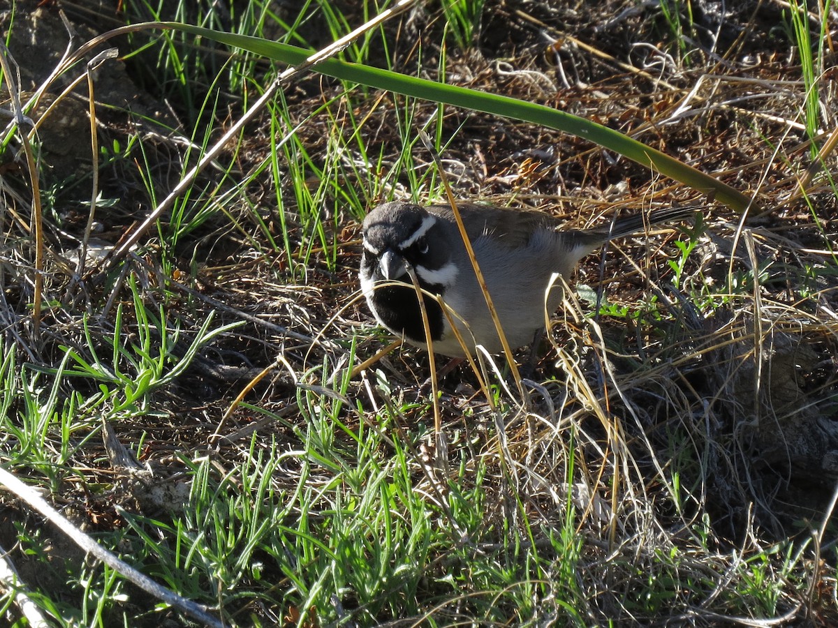Black-throated Sparrow - ML647803183