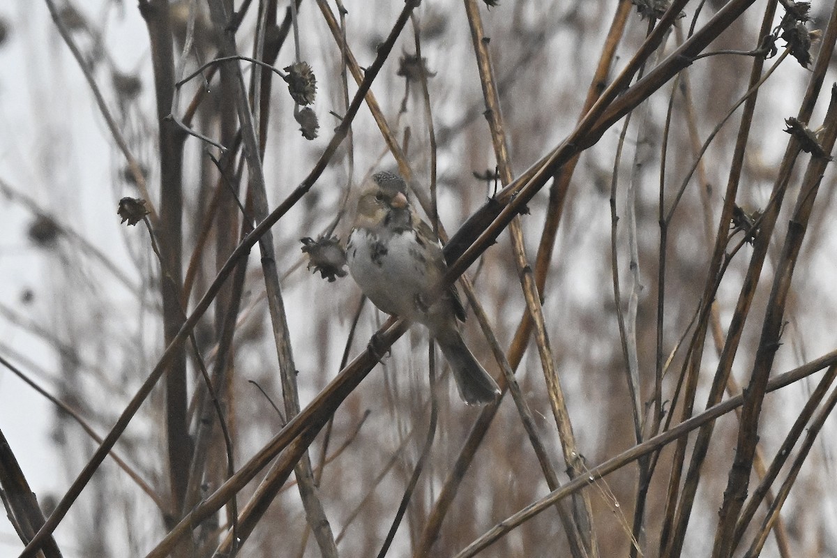 Harris's Sparrow - ML647803187