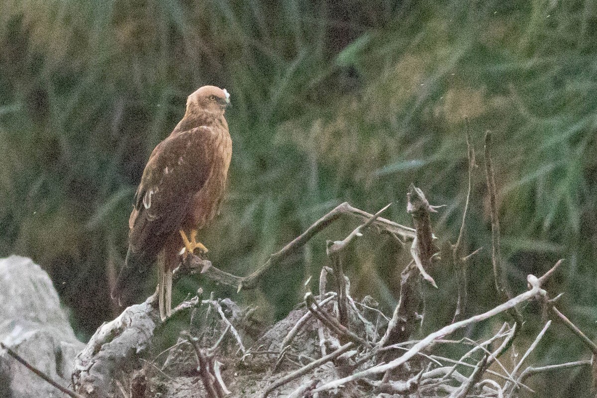 西方澤鵟 - ML647803192