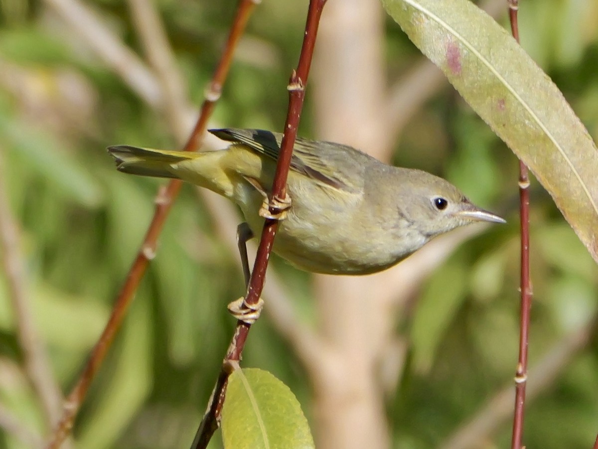 Common Yellowthroat - ML647803193