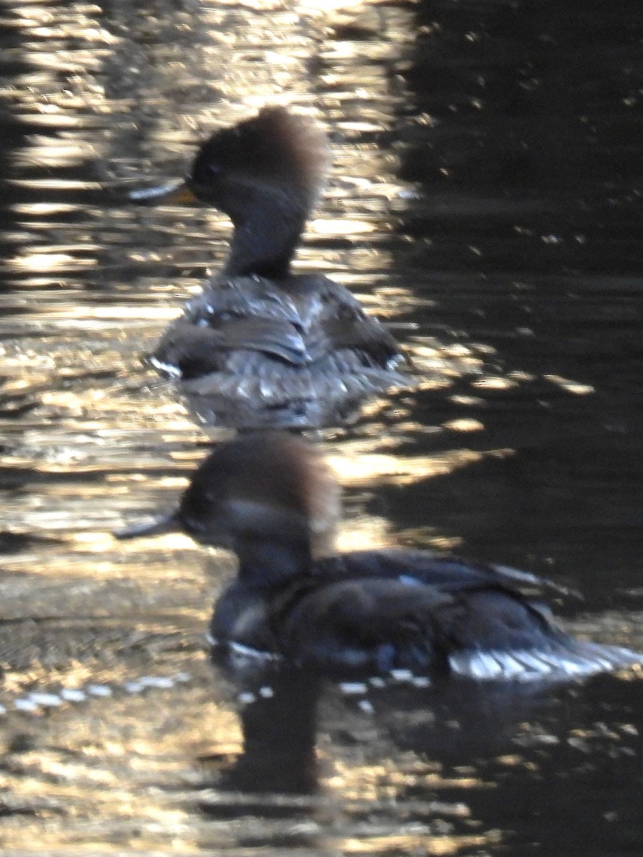 Hooded Merganser - ML647803194