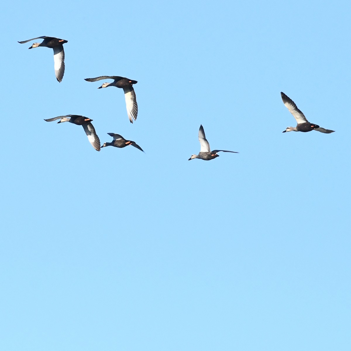 花嘴鴨 - ML647803201