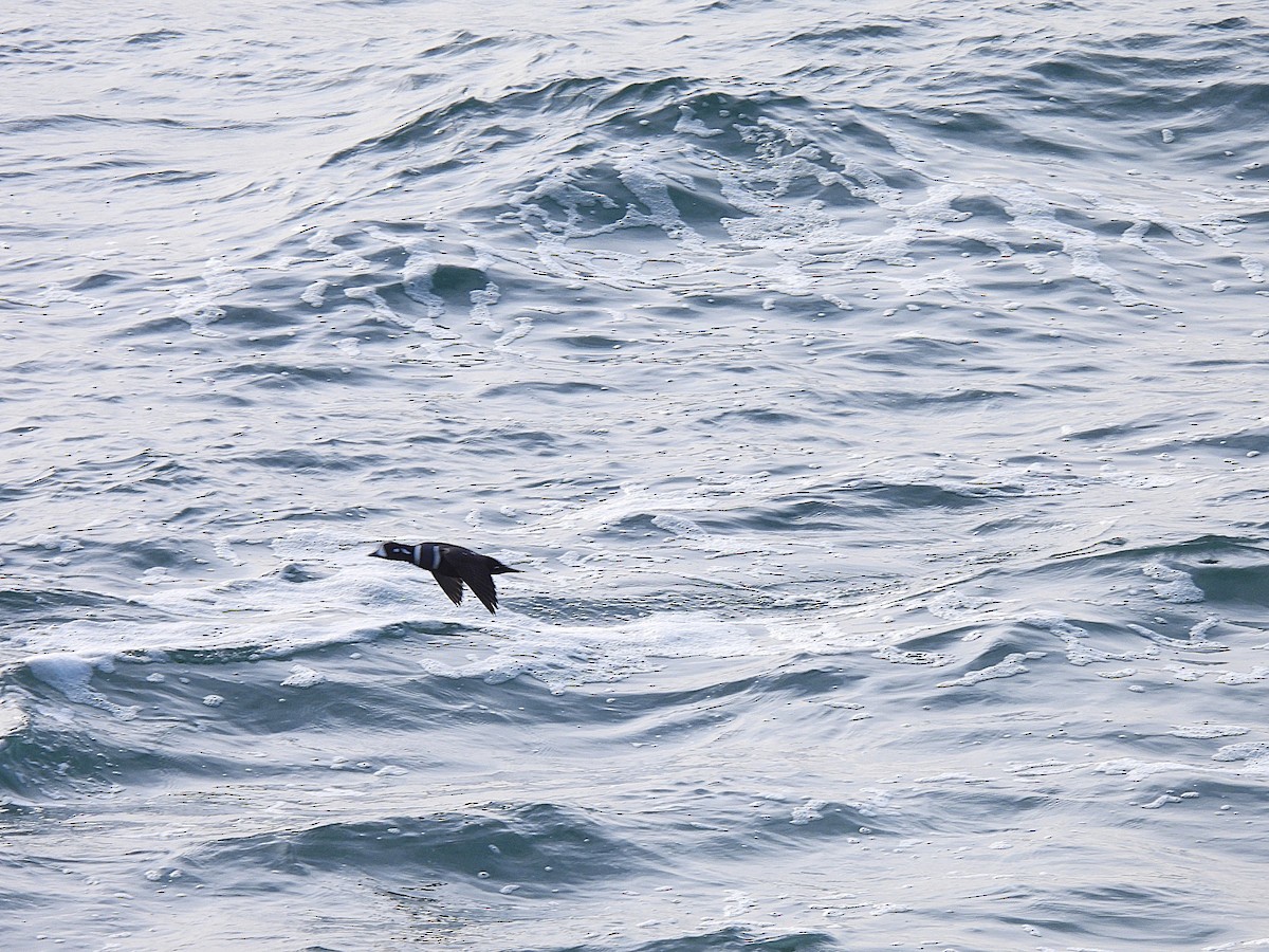 Harlequin Duck - ML647803202