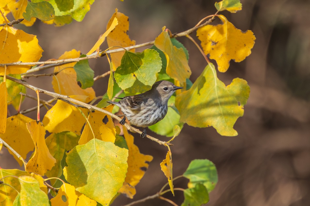 Yellow-rumped Warbler - ML647803203