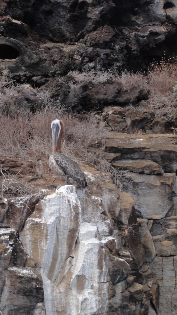 Brown Pelican - ML647803204