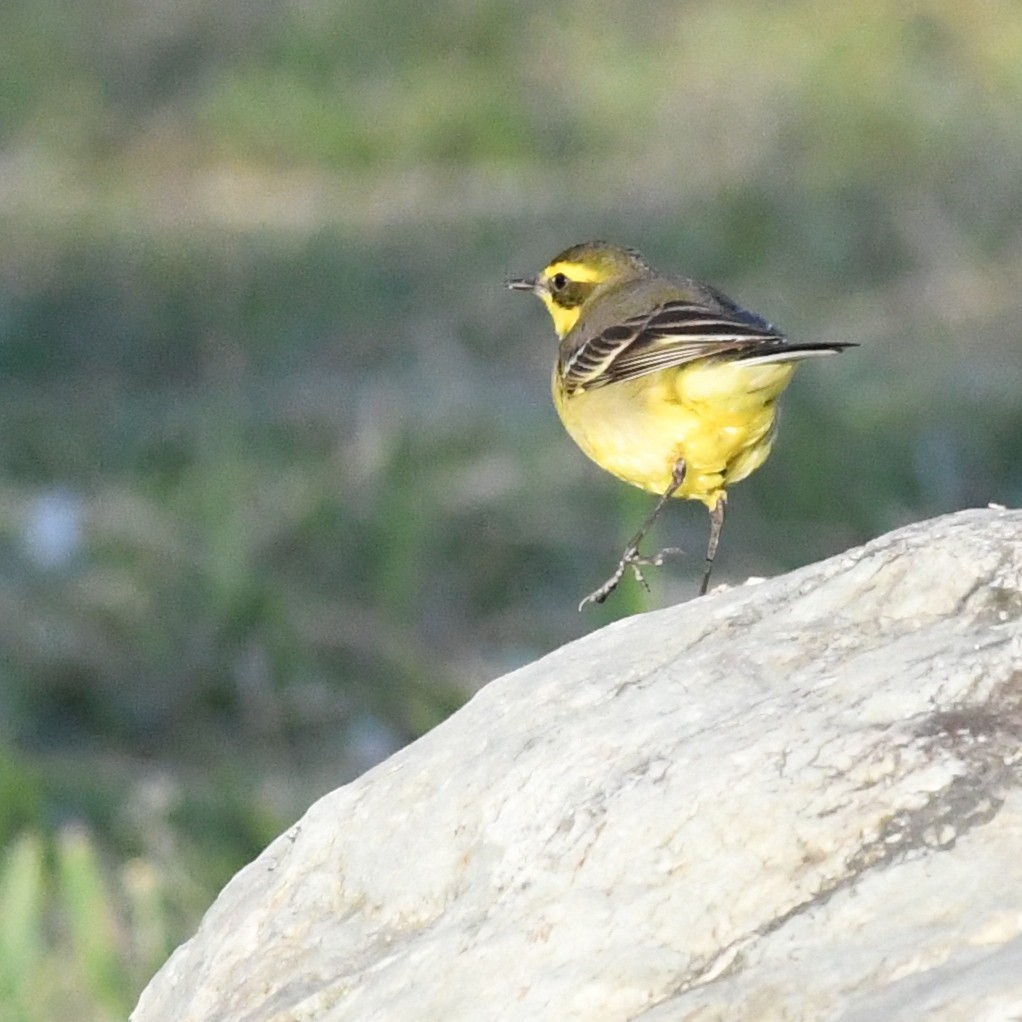 東方黃鶺鴒 - ML647803205