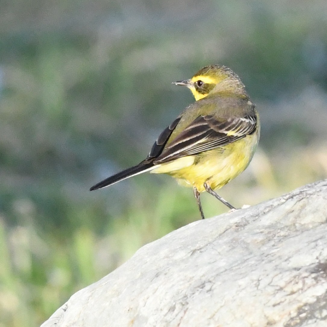 東方黃鶺鴒 - ML647803206