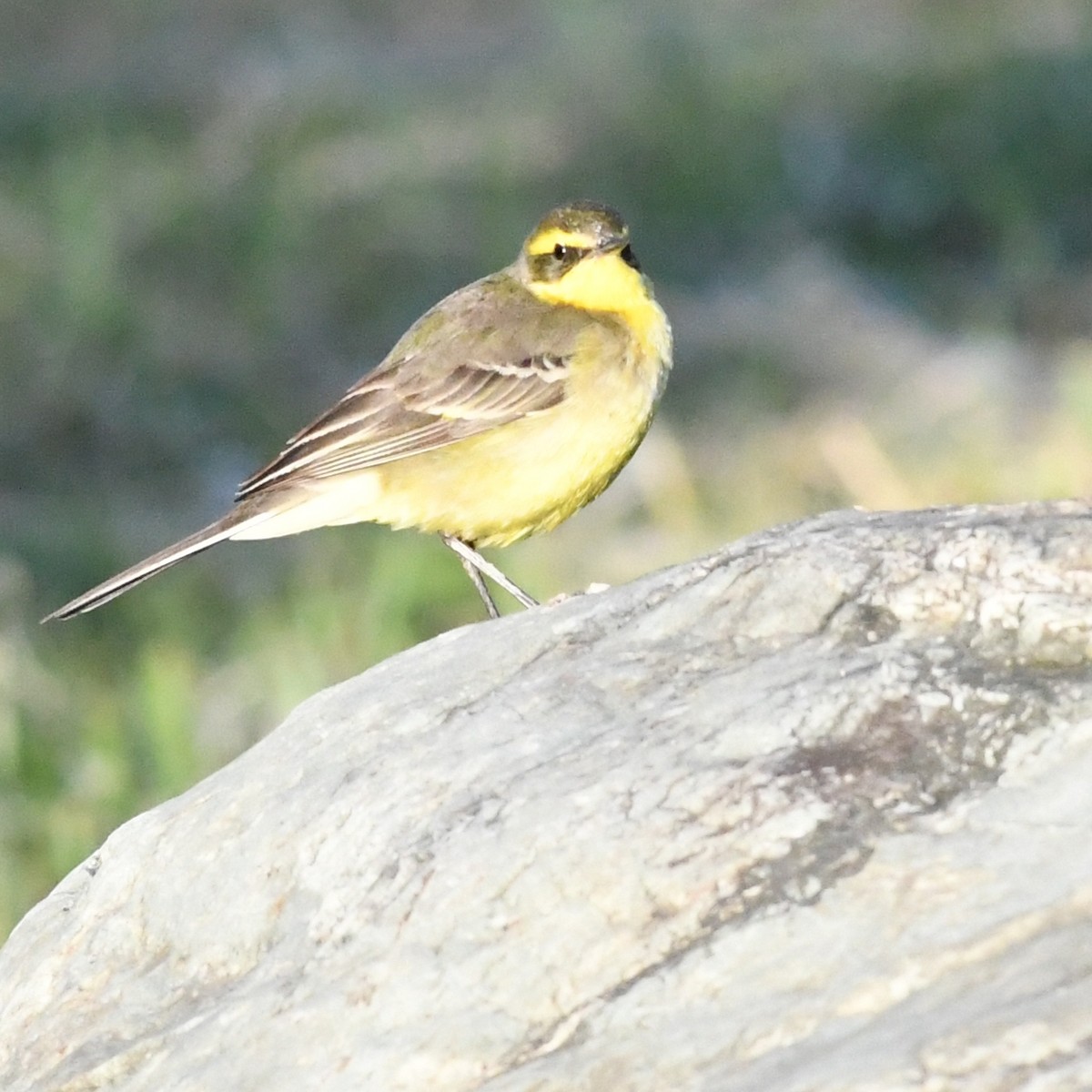 東方黃鶺鴒 - ML647803207